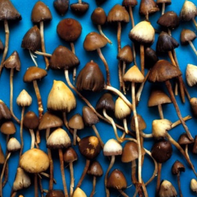 The Impact Of Mushroom Packaging On The Safety And Legality Of Transporting Magic Mushrooms