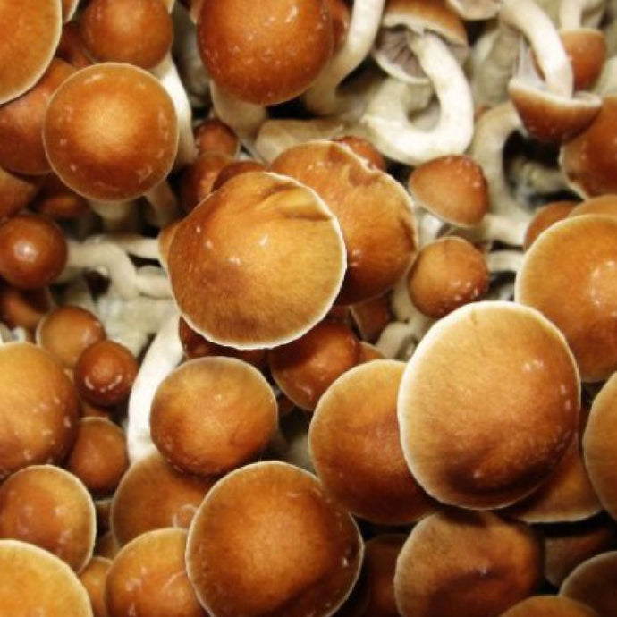 A Discussion On The Role Of Mushroom Packaging In Promoting The Responsible Use Of Magic Mushrooms