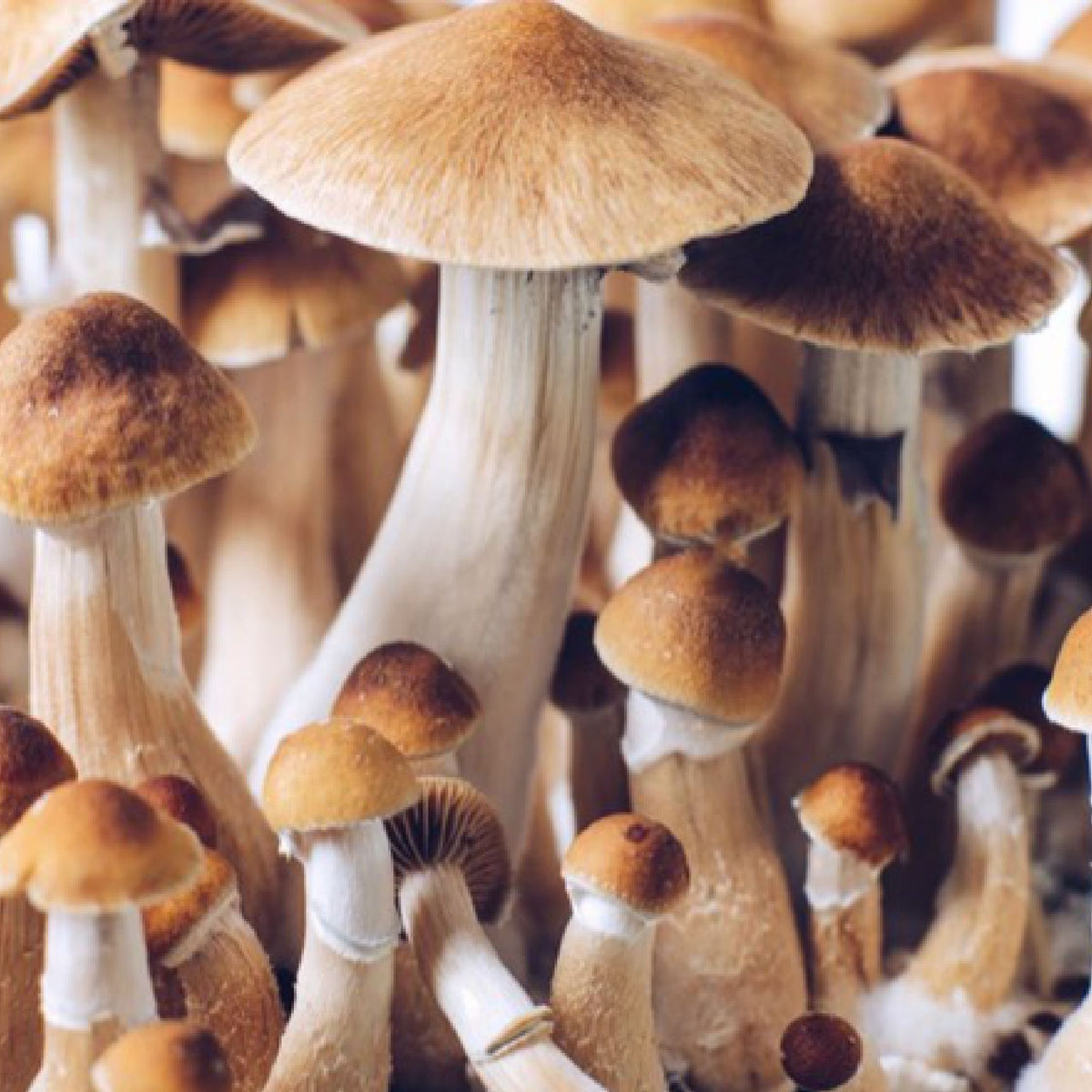 Are Drugs Dogs Trained To Smell Magic Mushrooms – Creative Labz 