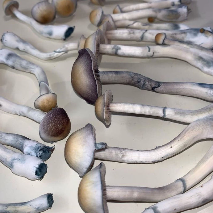 Which States Have Legalized Magic Mushrooms And Where The Movement Is Going