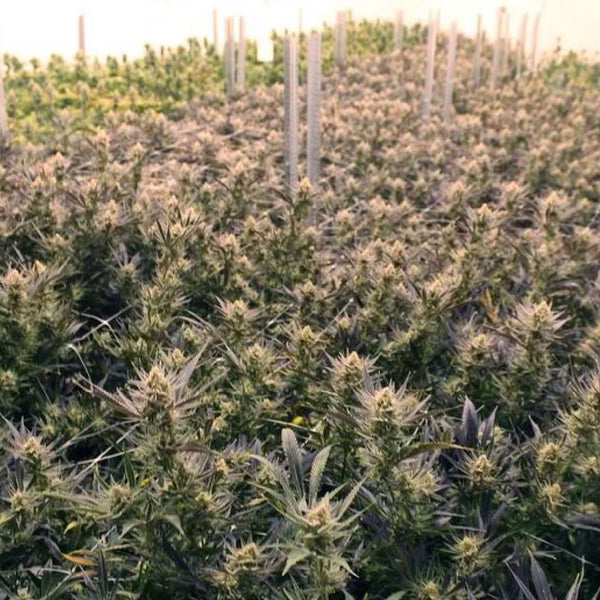 Unlocking the Benefits: The Rise of Smell-Proof Packaging in the Cannabis World