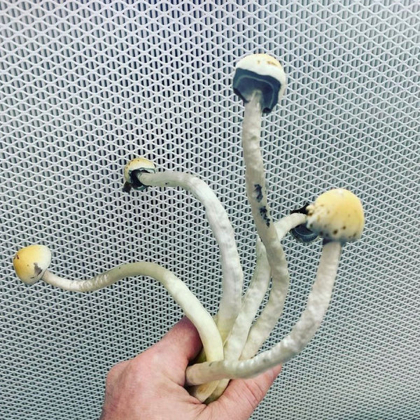 How Long Can Magic Mushrooms Be Preserved