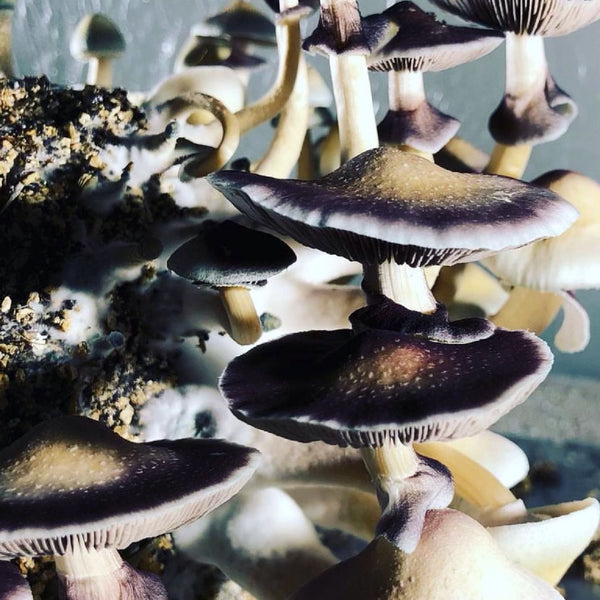 How To Make Sure Your Magic Mushroom Packaging Is State Complaint