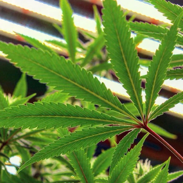 The Benefits Of Using Resealable Packaging For Cannabis Products