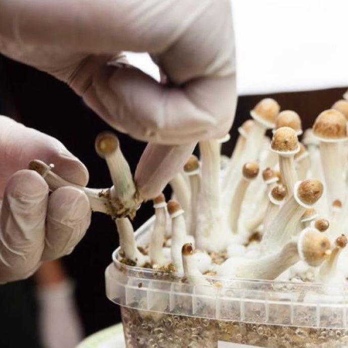 The Role Of Mushroom Packaging In Promoting The Safety Of Magic Mushroom Consumption