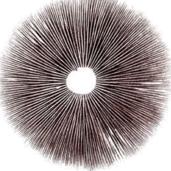 A Guide To Choosing The Right Mushroom Packaging For Your Magic Mushroom Business