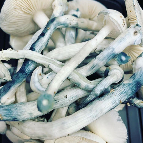 What Was The Largest Magic Mushroom Bust In The U.S.?