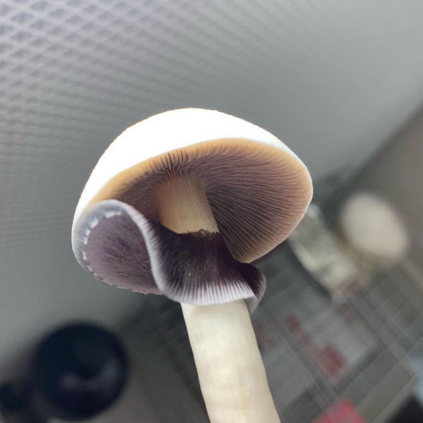 Creative Ways To Repurpose Your Mushroom Packaging After Receiving Your Magic Mushrooms