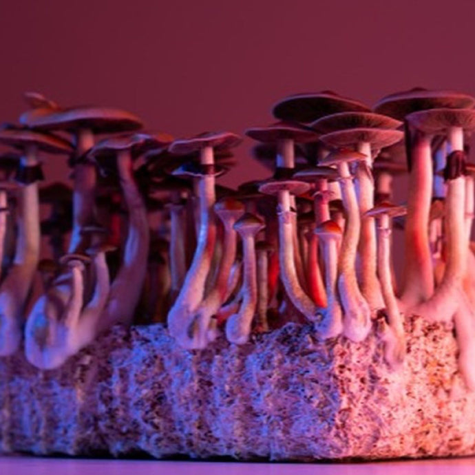 How To Increase The Shelf Life Of Psilocybin Mushrooms