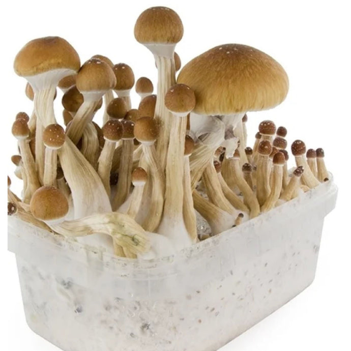 A Review Of Different Types Of Mushroom Packaging On The Market And Their Suitability For Storing And Transporting Magic Mushrooms