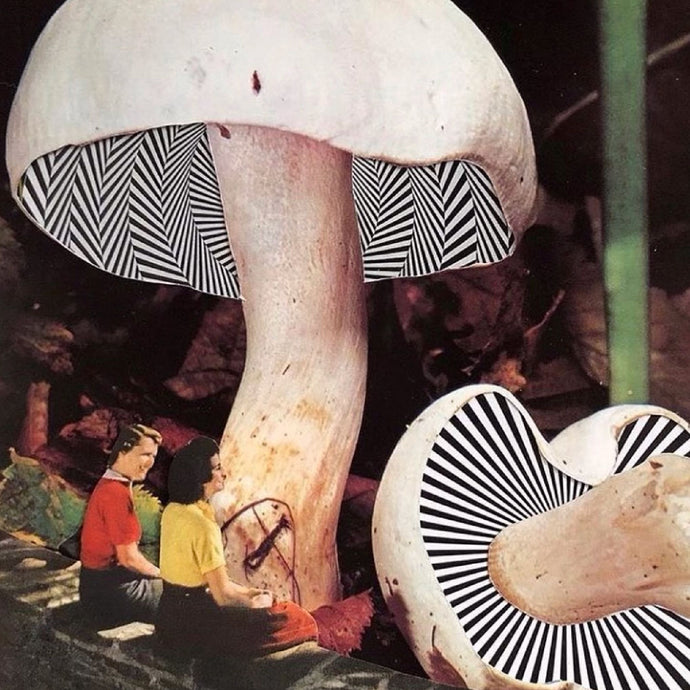 The Benefits Of Microdosing Magic Mushrooms And How Proper Packaging Can Enhance The Experience