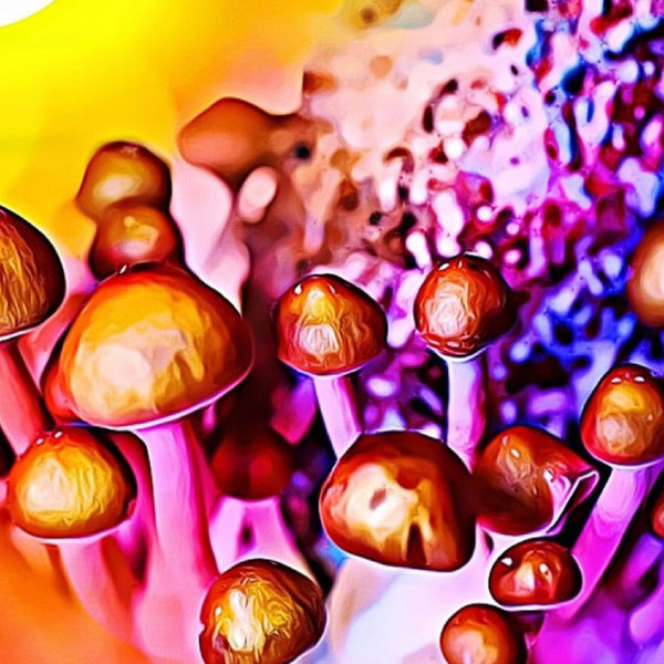 The Best Packaging for Magic Mushrooms: Why Mylar Bags and Child-Resistant Jars Stand Out