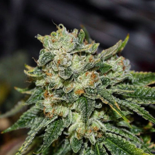 The Role of Airtight Packaging in Cannabis Quality