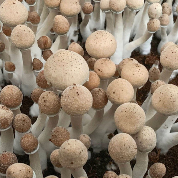Mushroom Packaging: Preserving Potency & Quality for Microdosing