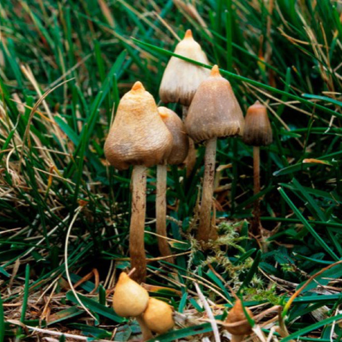 A Discussion On The Environmental Impact Of Mushroom Packaging Production For The Magic Mushroom Industry