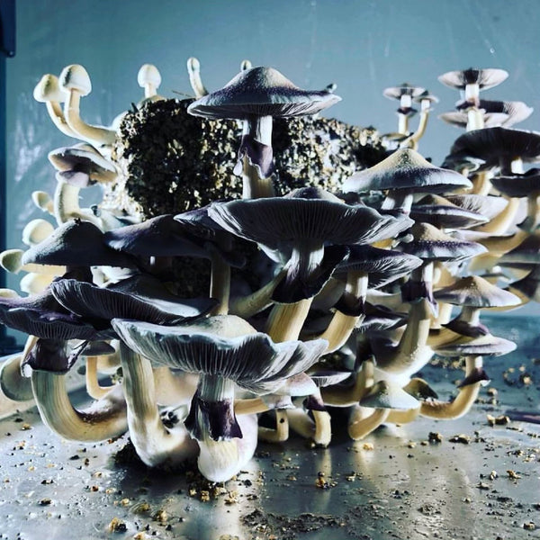 What Are The Largest Magic Mushroom Busts In The US By State