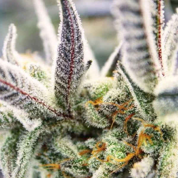 The Benefits Of Using Moisture-Resistant Packaging For Cannabis Products