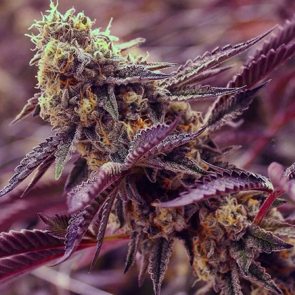 5 Reasons Why Jars Are The Best Packaging Option For Cannabis