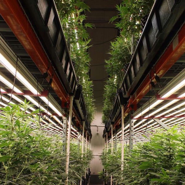 Unlocking the Secrets of Fresh and Potent Cannabis: The Art of Glass Jar Storage